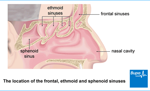 sinuses frontal ethmoid spheno
