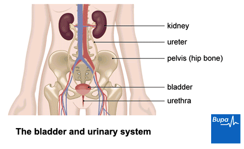 picture of human body kidney location