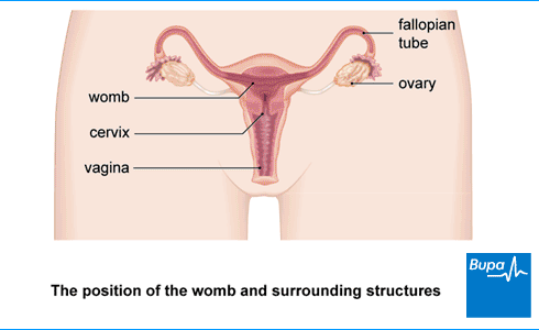An image showing the location of the womb and surrounding structures An image showing the location of the womb and surrounding structures